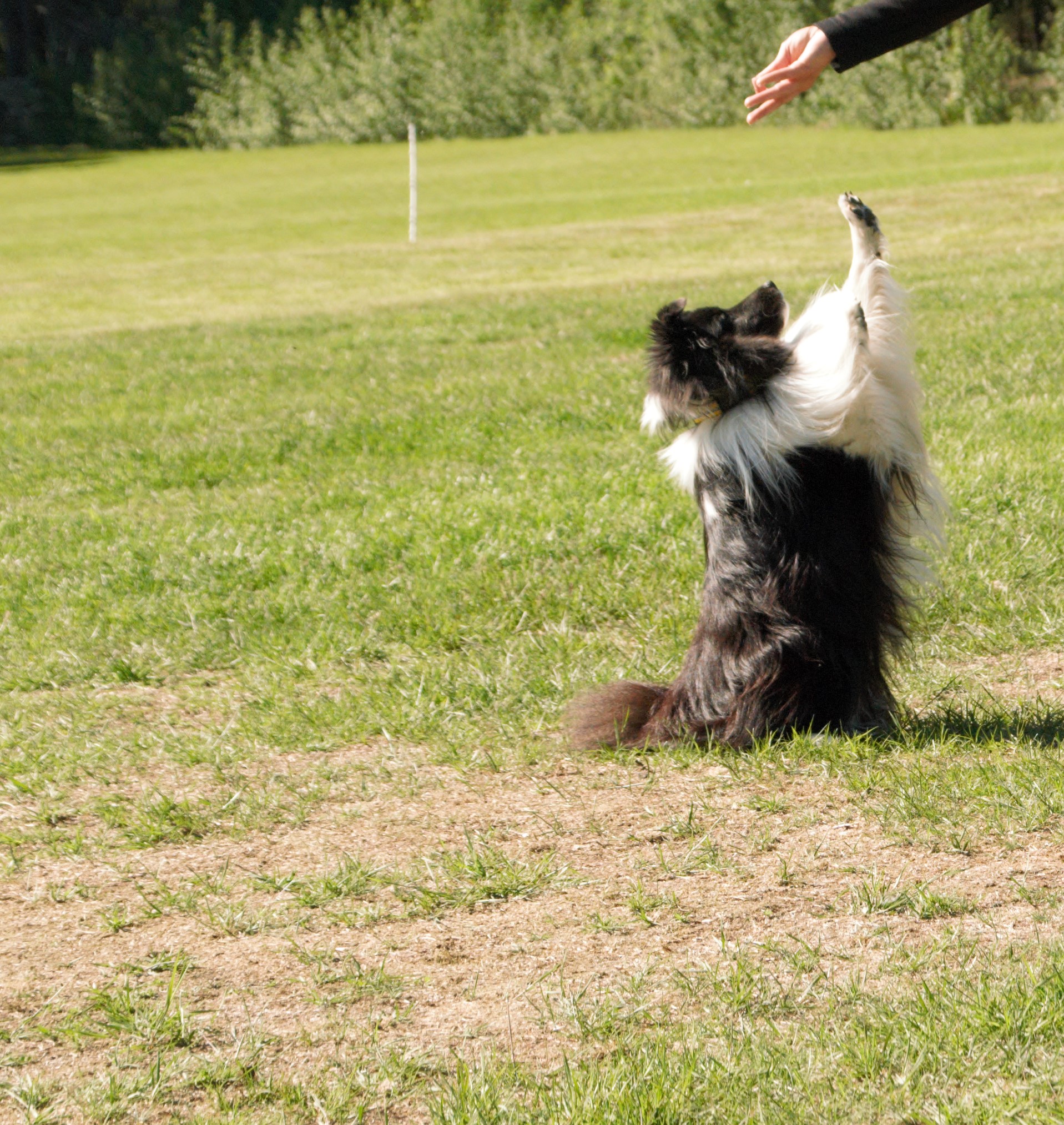 En Sheltie som sitter med framtassarna upp i luften och försöker nå förarens hand som är ovanför hunden, Fotograf Viktoria Berg