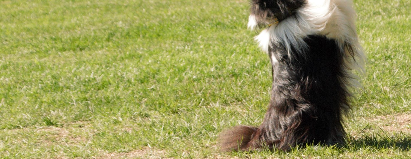 En Sheltie som sitter med framtassarna upp i luften och försöker nå förarens hand som är ovanför hunden, Fotograf Viktoria Berg