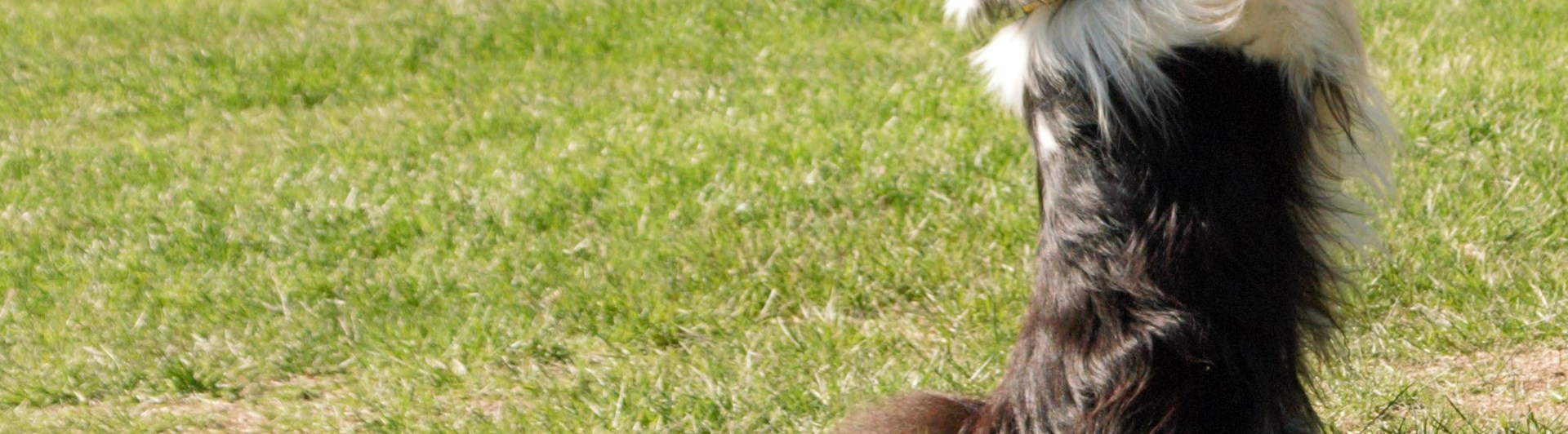 En Sheltie som sitter med framtassarna upp i luften och försöker nå förarens hand som är ovanför hunden, Fotograf Viktoria Berg