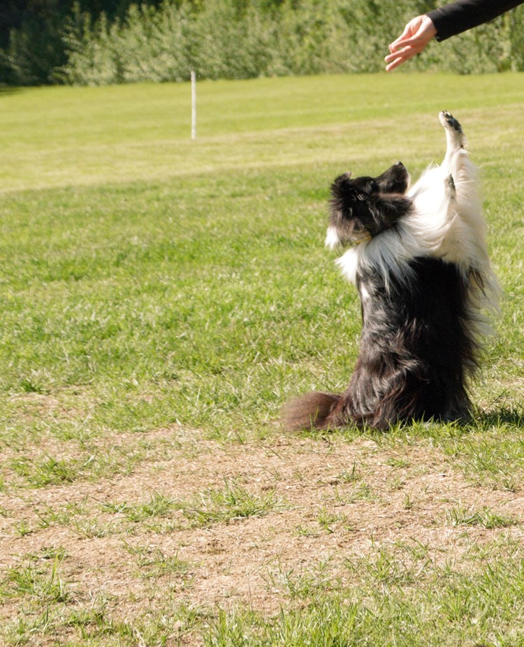 En Sheltie som sitter med framtassarna upp i luften och försöker nå förarens hand som är ovanför hunden, Fotograf Viktoria Berg