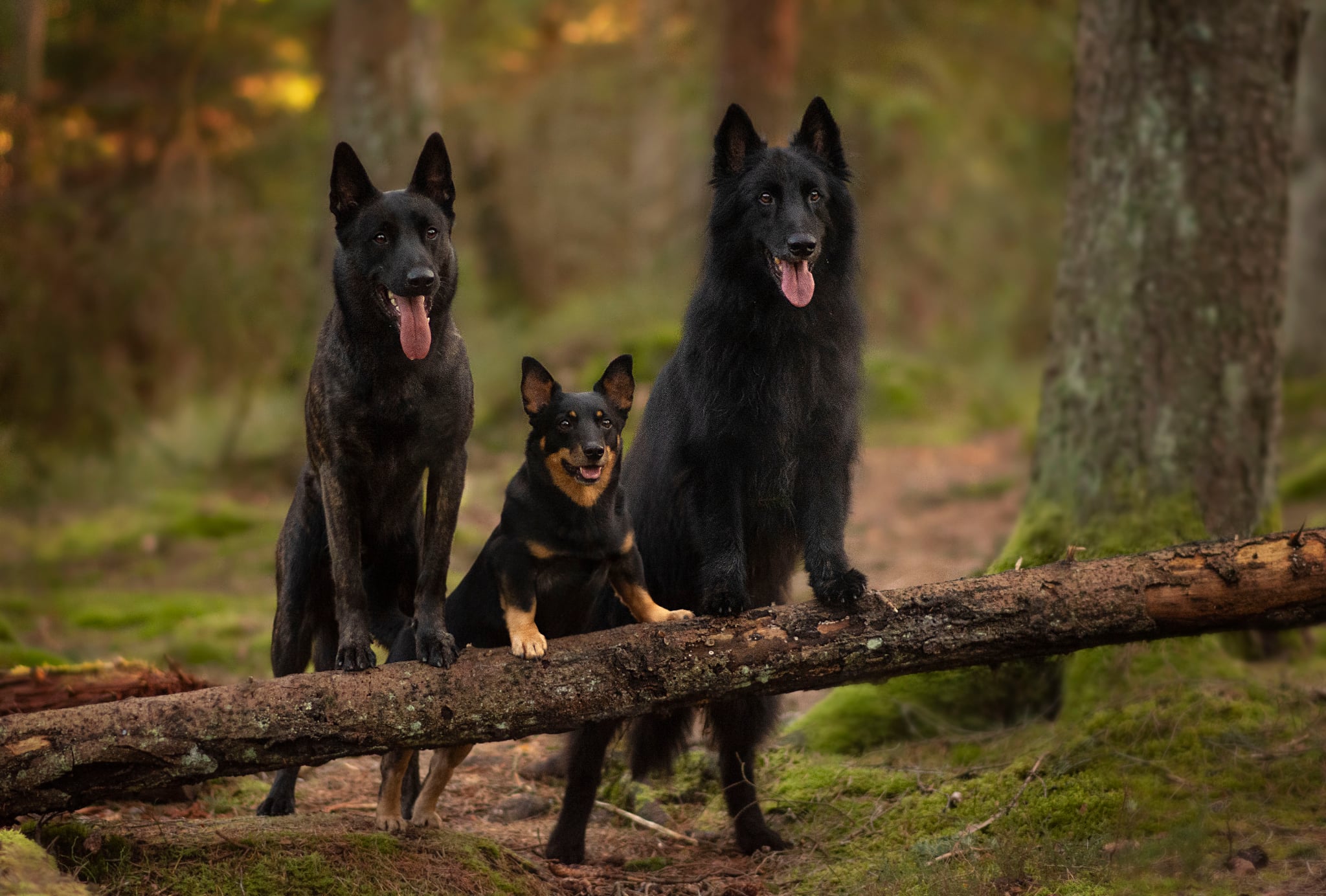 Tre hundar som står med framtassarna på ett nedfallet träd