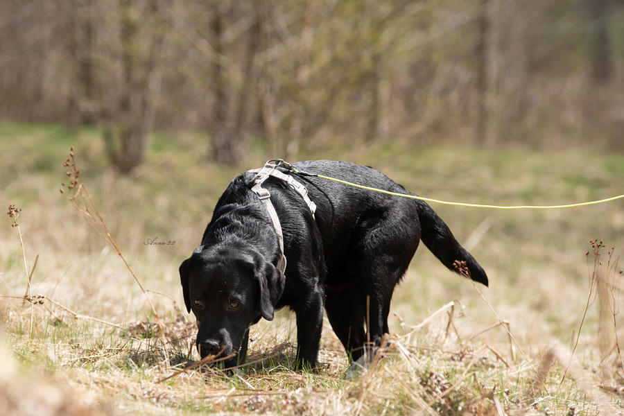 Labrador i sele och spårlina spårar på gräsmark.