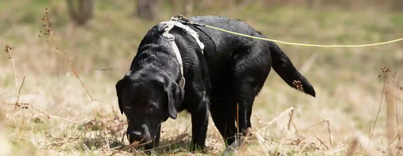 Labrador i sele och spårlina spårar på gräsmark.