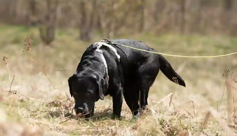 Labrador i sele och spårlina spårar på gräsmark.