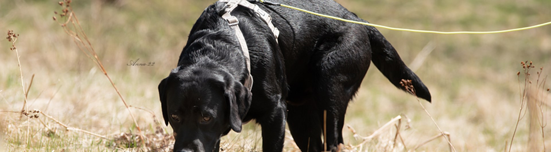 Labrador i sele och spårlina spårar på gräsmark.