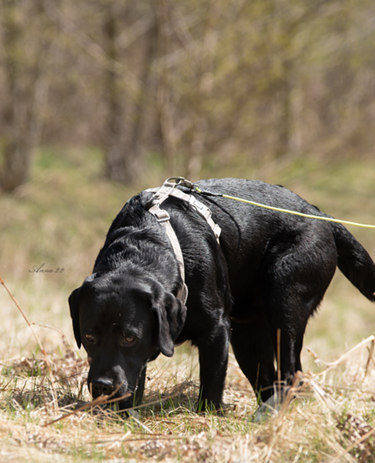 Labrador i sele och spårlina spårar på gräsmark.
