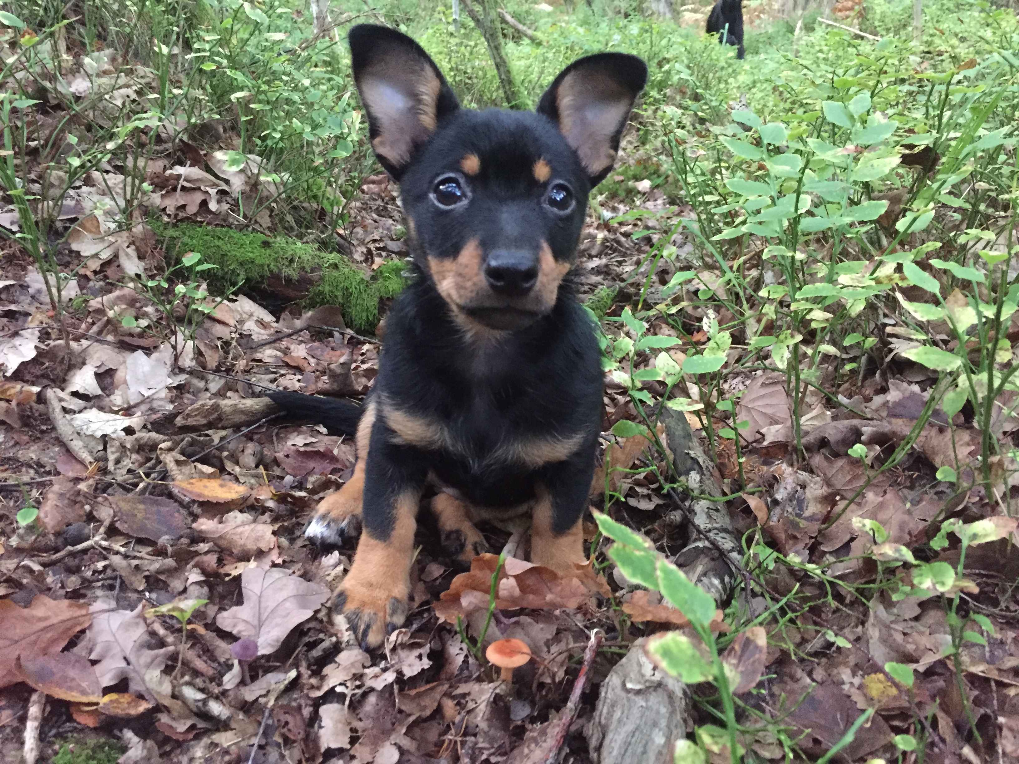 En Lanchashire Heelervalp på Torslanda-Öckerö brukshundklubb.