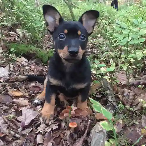 En liten hundvalp som sitter i skogen.