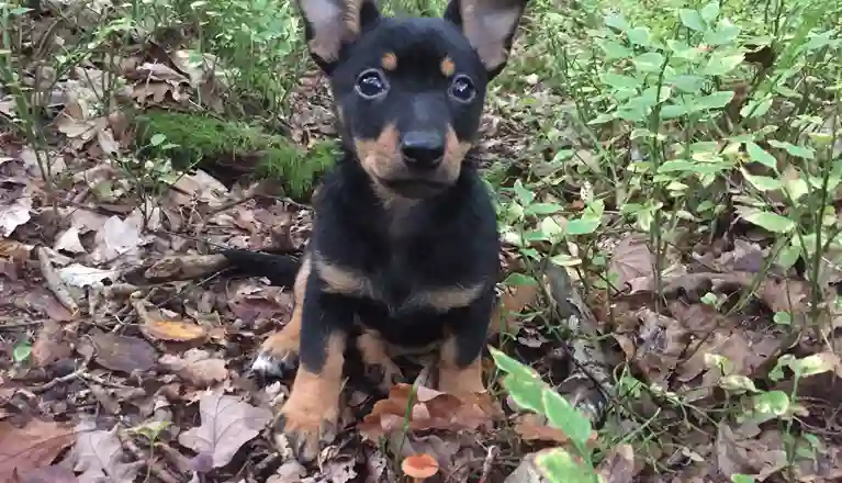 En liten hundvalp som sitter i skogen.