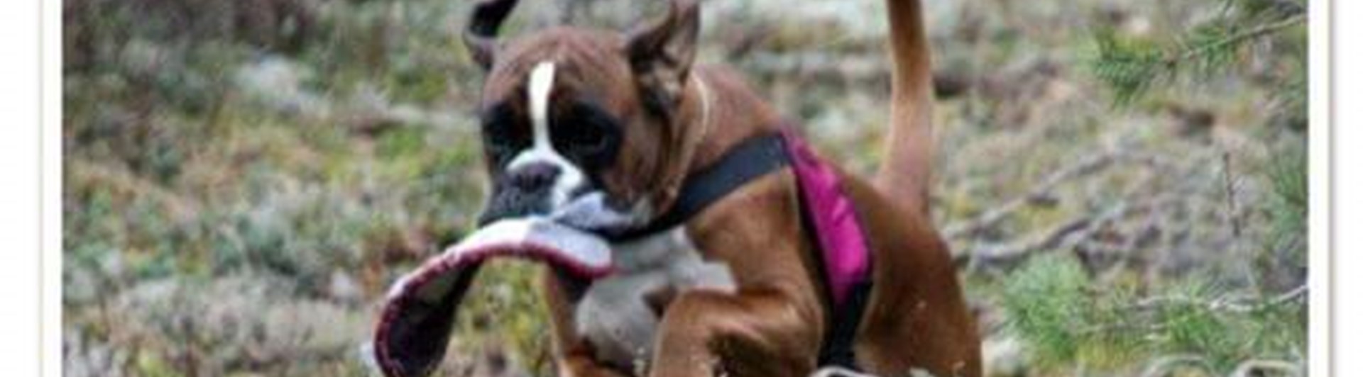 Hund som springer i skogen