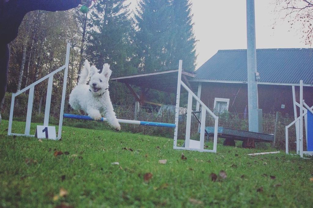 Pumi som hoppar Agility