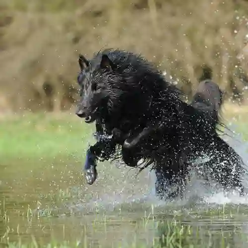 Bild som visar en springande belgiskvallhund/groenendael som springer i vatten.