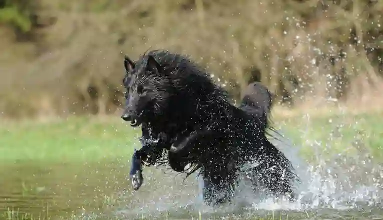 Bild som visar en springande belgiskvallhund/groenendael som springer i vatten.