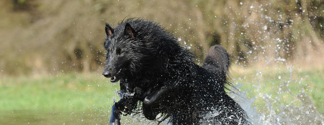 Bild som visar en springande belgiskvallhund/groenendael som springer i vatten.