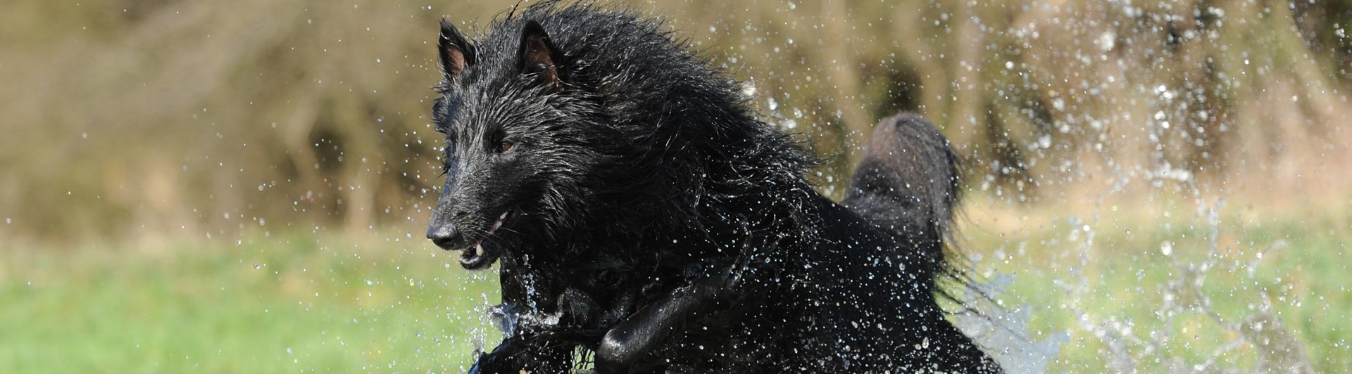 Bild som visar en springande belgiskvallhund/groenendael som springer i vatten.