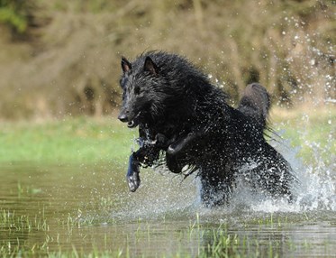 Bild som visar en springande belgiskvallhund/groenendael som springer i vatten.