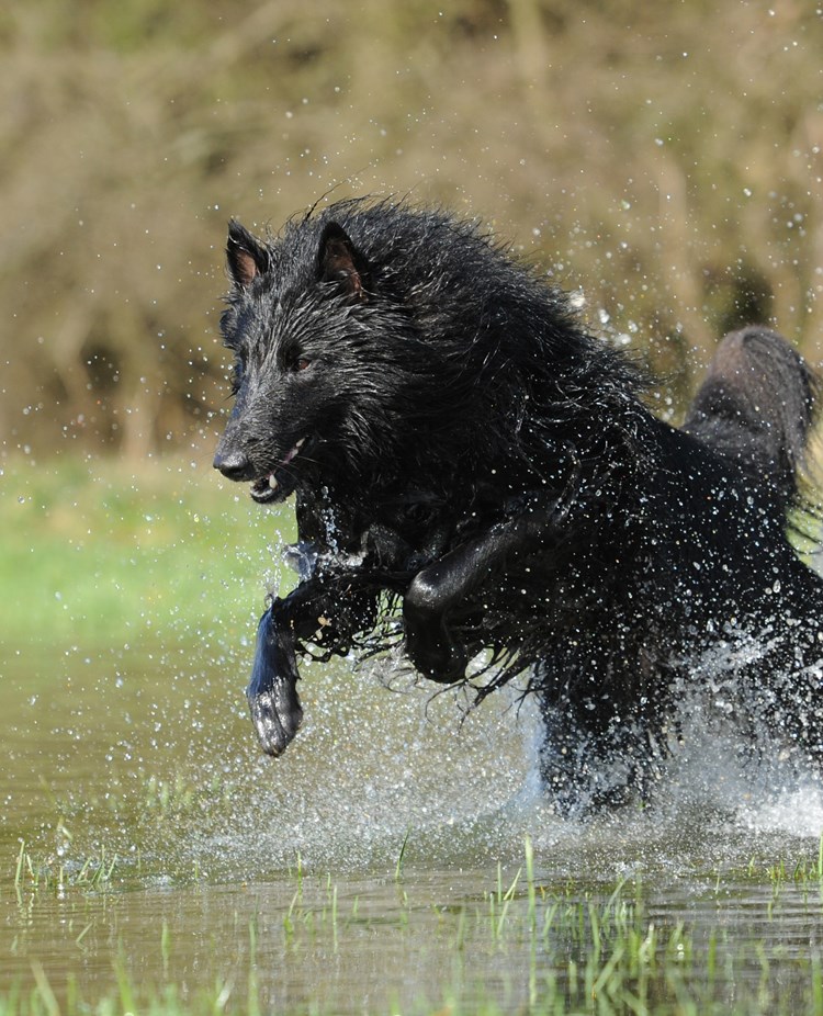 Bild som visar en springande belgiskvallhund/groenendael som springer i vatten.