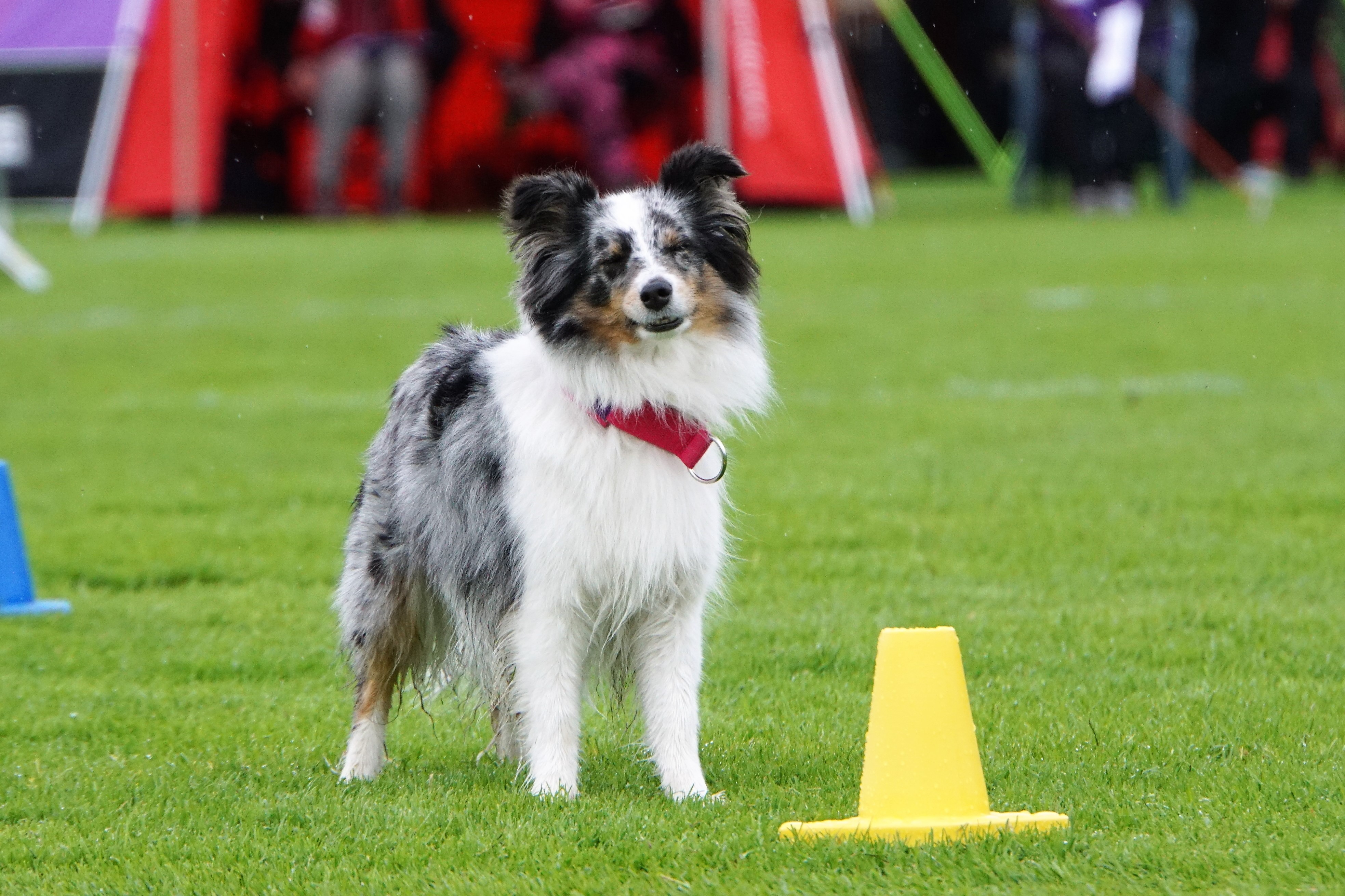 Rallylydnadstävling med Shetland Sheepdog som står bakom en gul kon