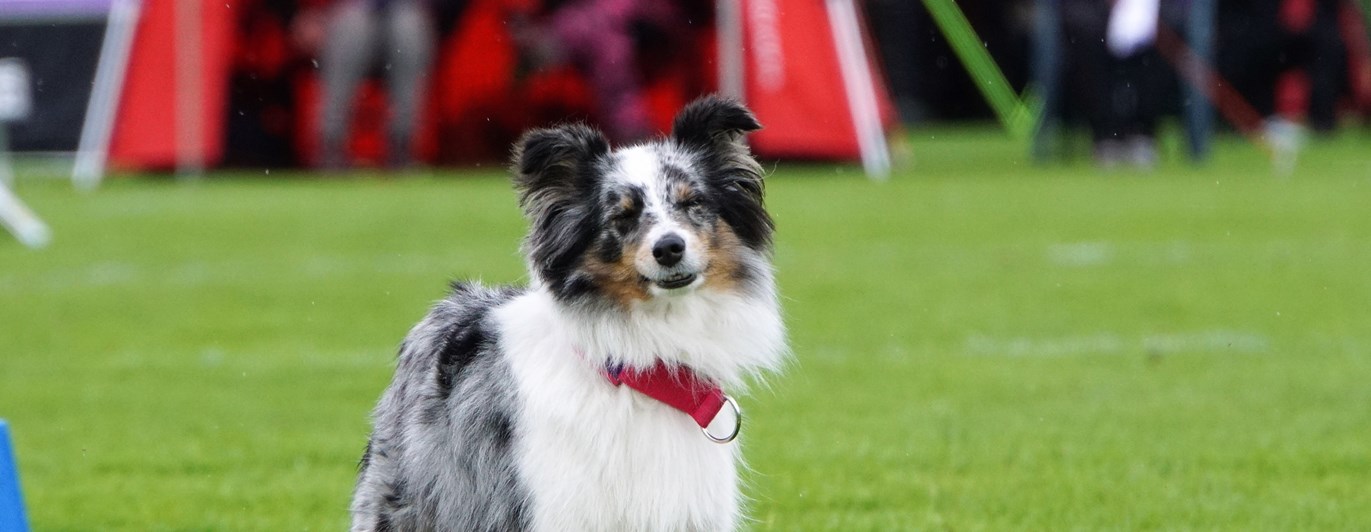 Rallylydnadstävling med Shetland Sheepdog som står bakom en gul kon