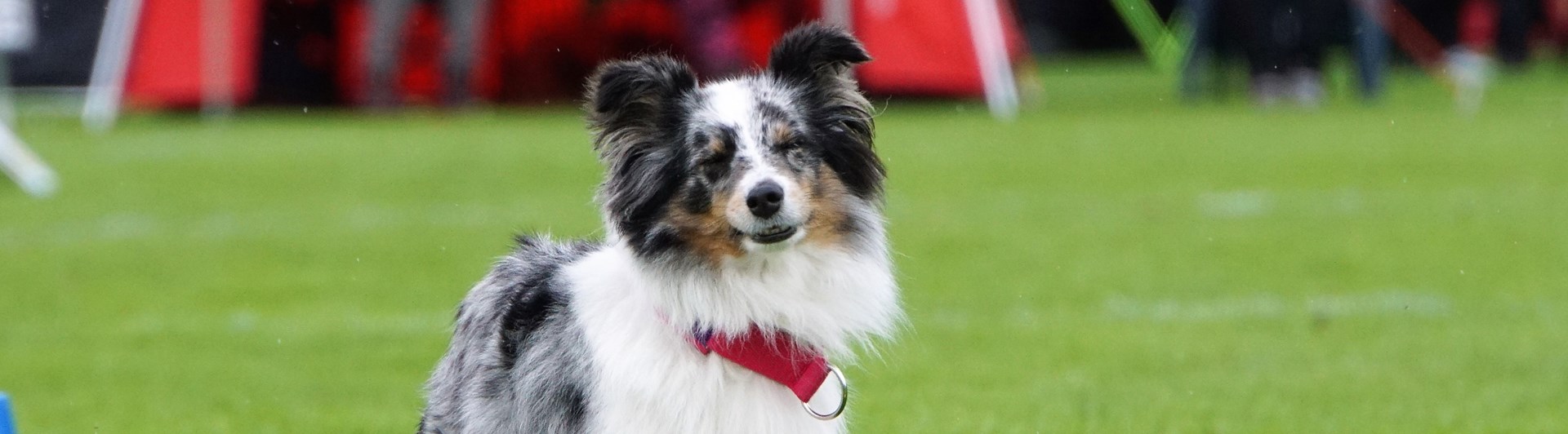 Rallylydnadstävling med Shetland Sheepdog som står bakom en gul kon