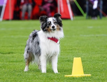 Rallylydnadstävling med Shetland Sheepdog som står bakom en gul kon