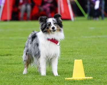Rallylydnadstävling med Shetland Sheepdog som står bakom en gul kon