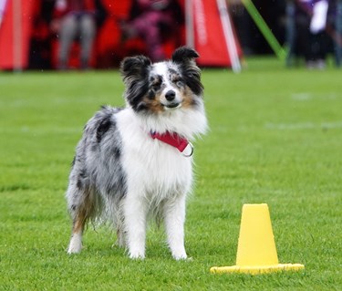 Rallylydnadstävling med Shetland Sheepdog som står bakom en gul kon