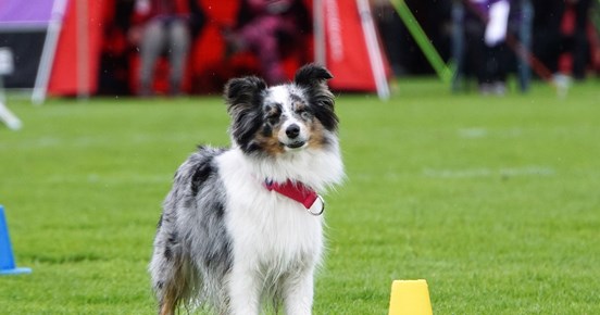 Rallylydnadstävling med Shetland Sheepdog som står bakom en gul kon