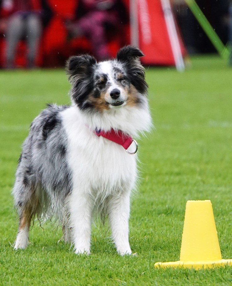 Rallylydnadstävling med Shetland Sheepdog som står bakom en gul kon