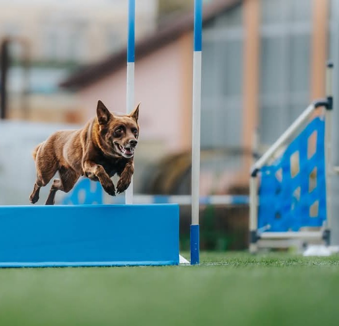 Agilitybild på hoppande kelpie