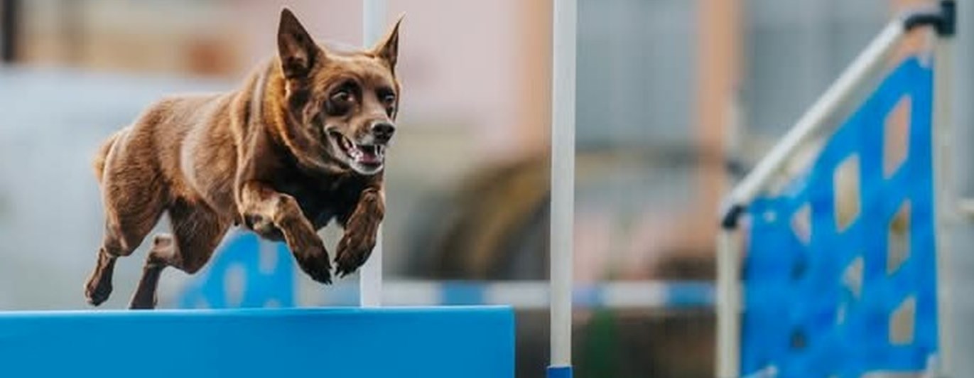 Agilitybild på hoppande kelpie