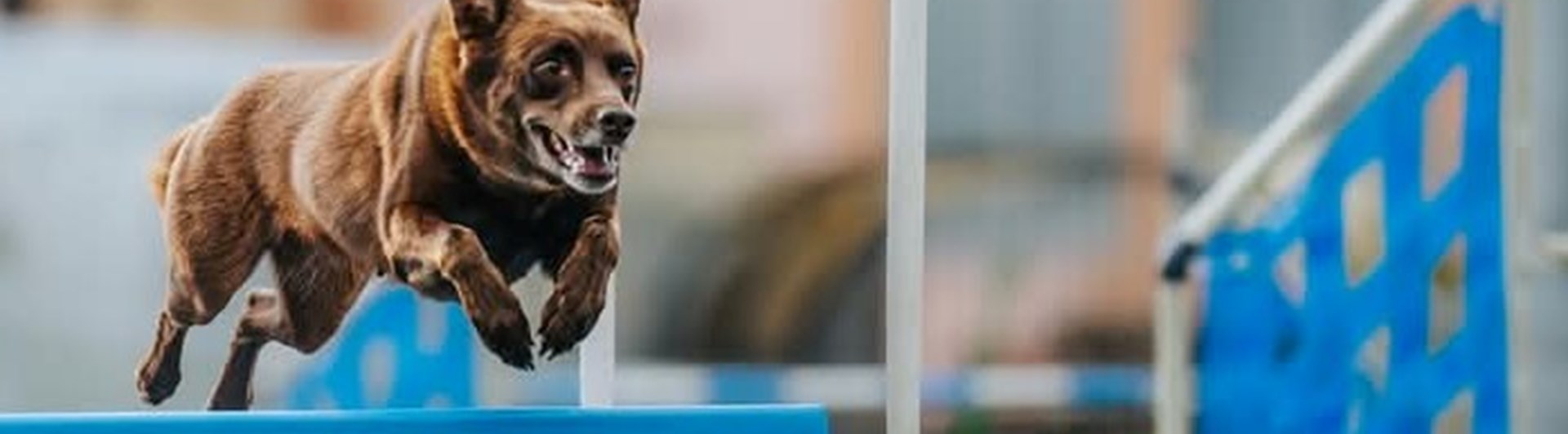 Agilitybild på hoppande kelpie