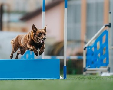 Agilitybild på hoppande kelpie