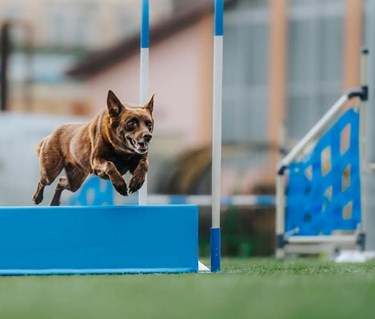 Agilitybild på hoppande kelpie