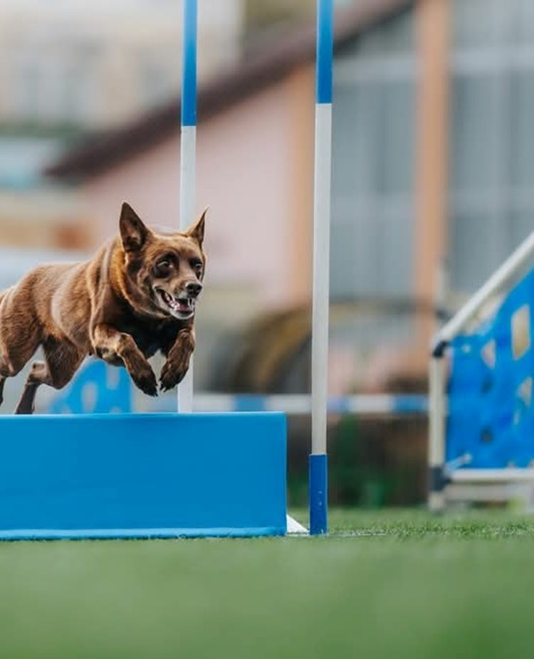 Agilitybild på hoppande kelpie