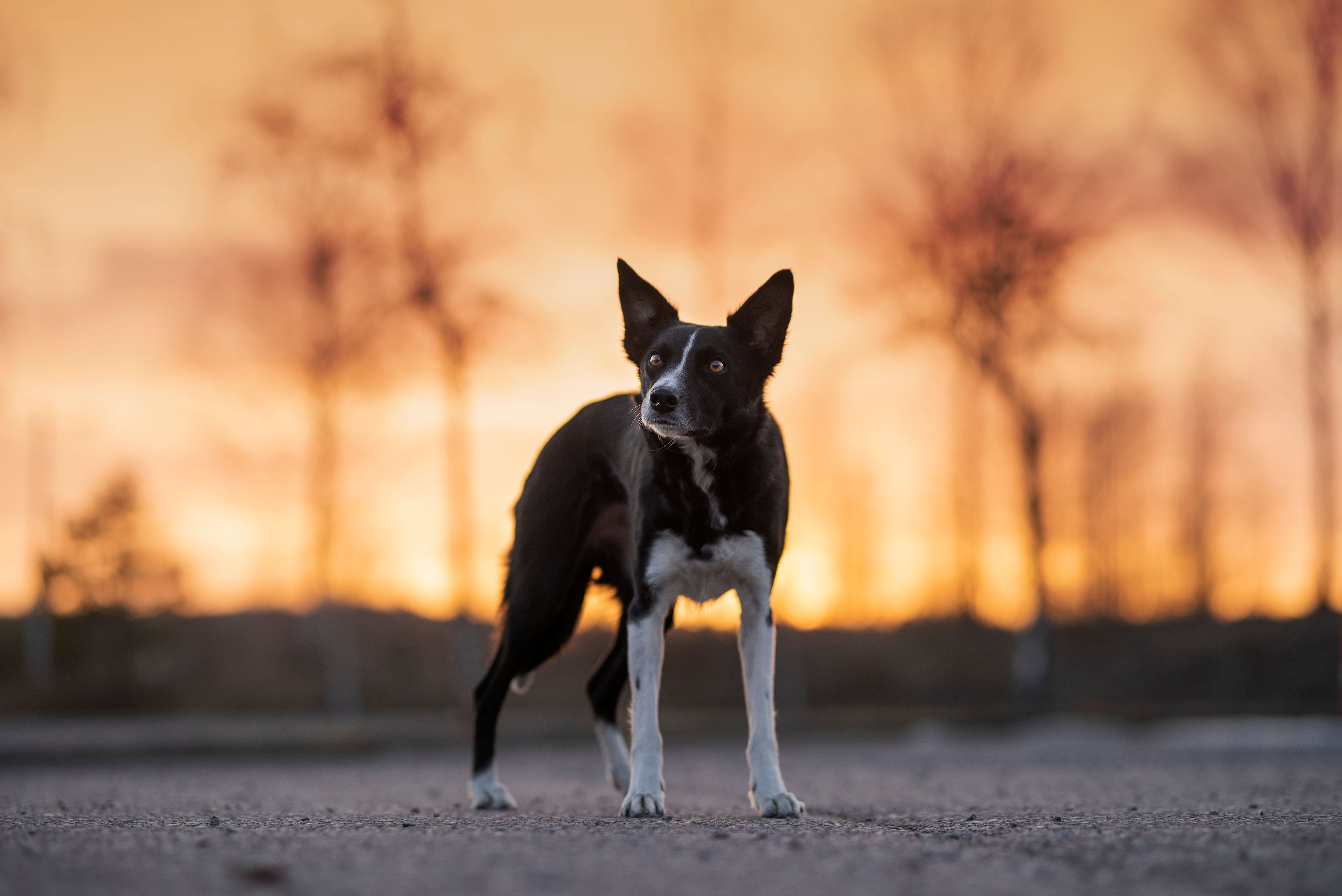 Border collien On poserar i solnedgången