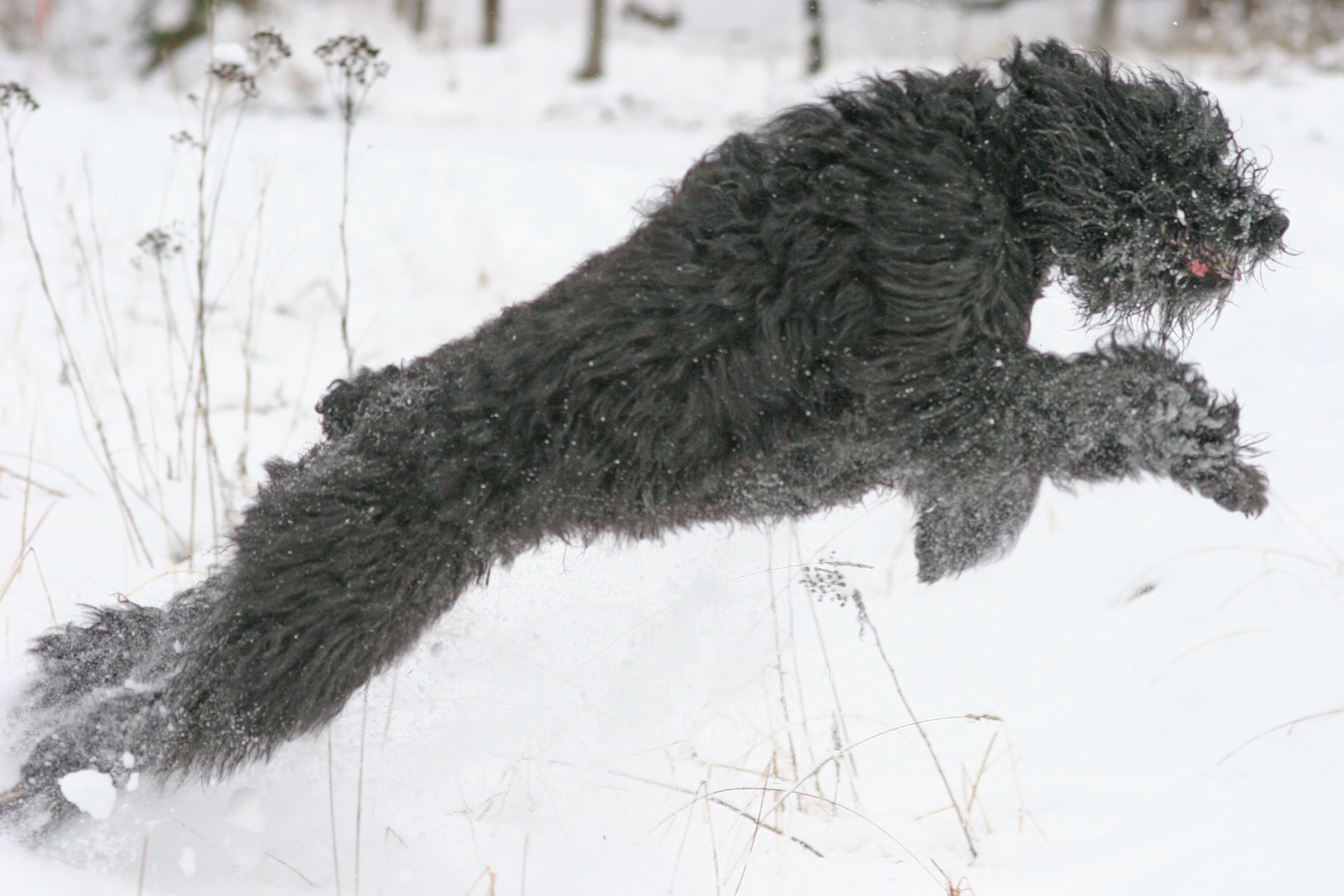 Bouvier des flandres som springer fram i ett snölandskap