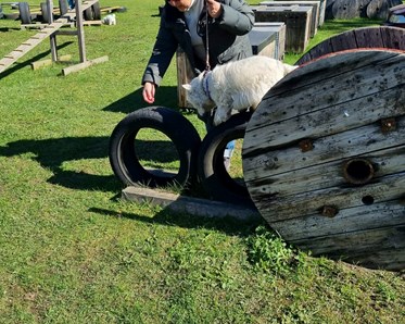 Hundförare och hund som tränar på en hinderbanan av bildäck.
