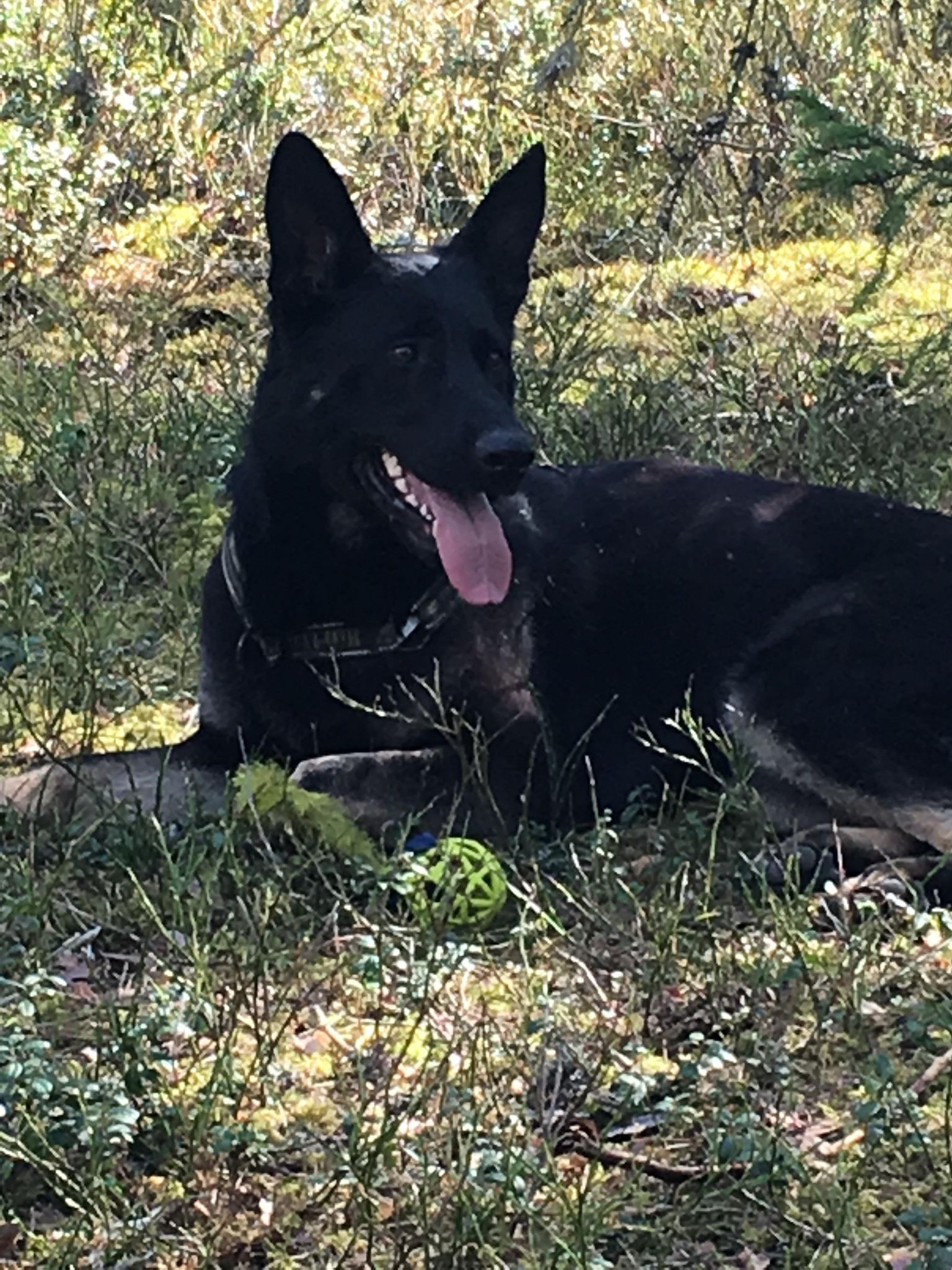 Hund som vilar i skogen