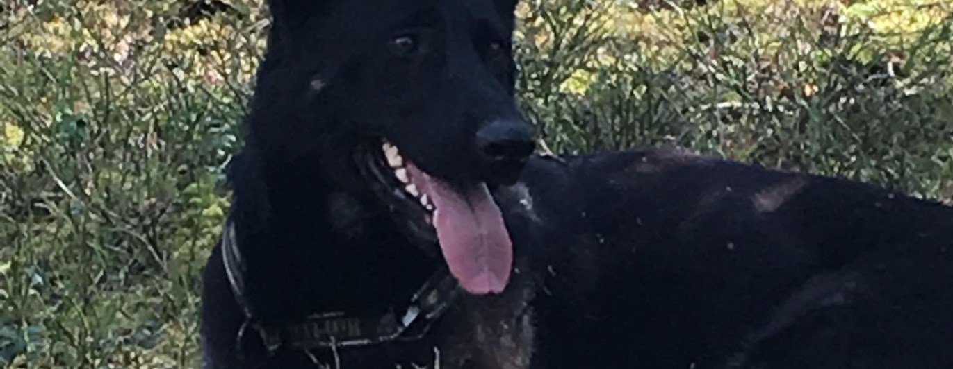 Hund som vilar i skogen