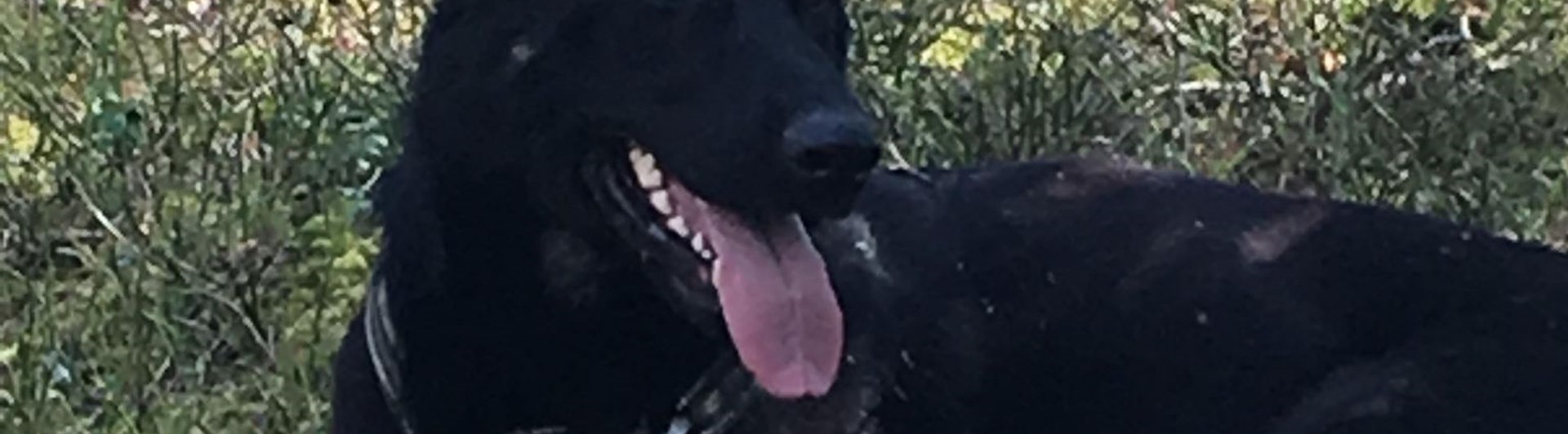 Hund som vilar i skogen