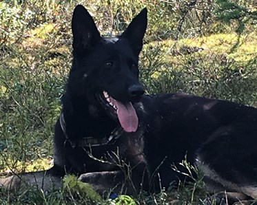 Hund som vilar i skogen