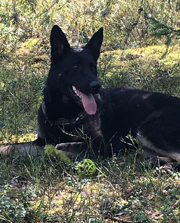 Hund som vilar i skogen