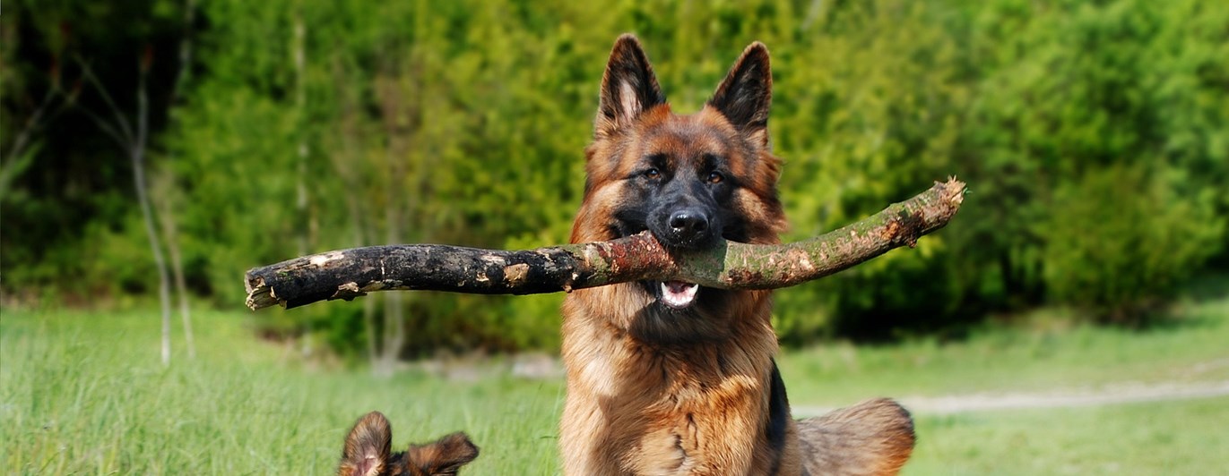 av rasen schäfer, en valp och vuxen hund som springer på en gräsmatta mot kameran