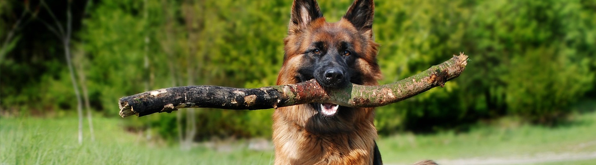 av rasen schäfer, en valp och vuxen hund som springer på en gräsmatta mot kameran