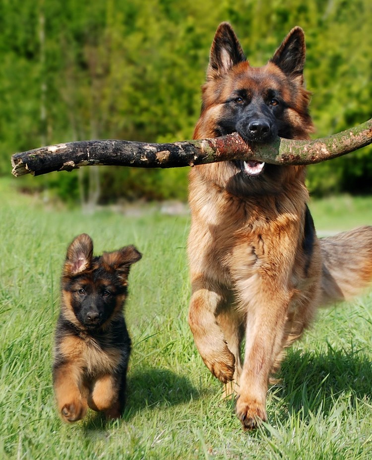 av rasen schäfer, en valp och vuxen hund som springer på en gräsmatta mot kameran