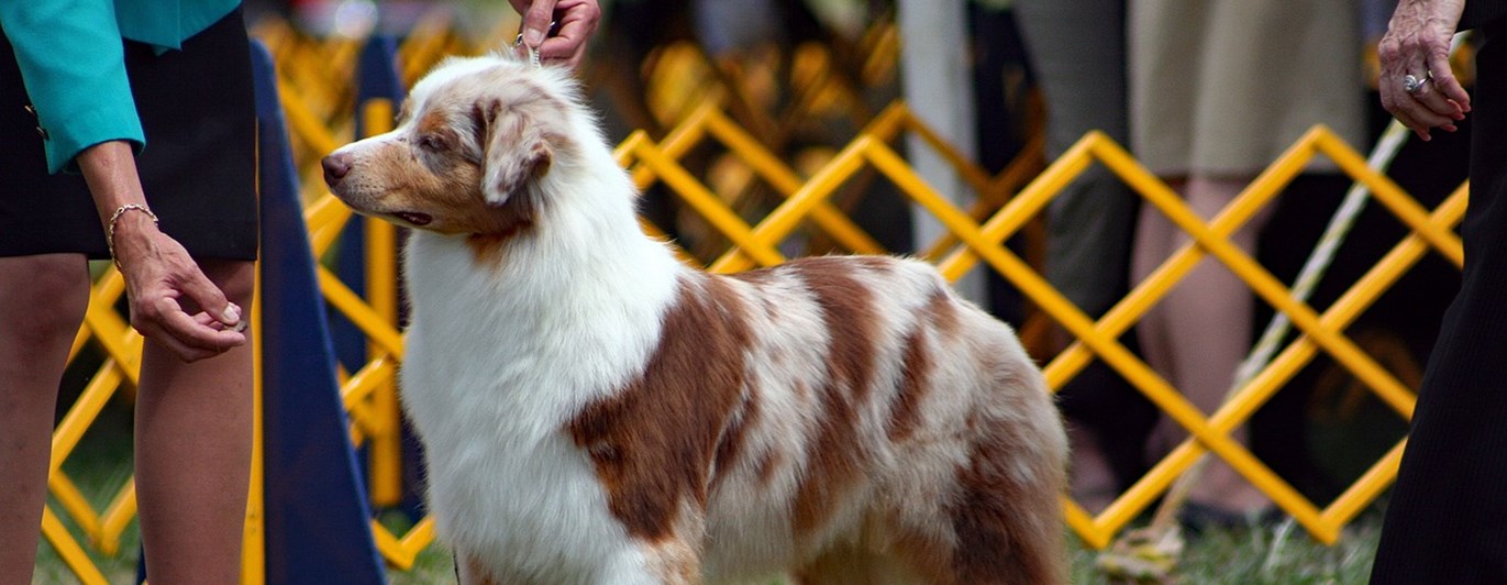 Australian shepherd blir bedömd på utställning