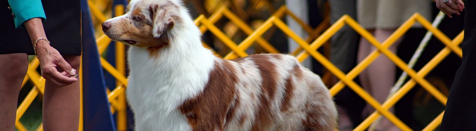 Australian shepherd blir bedömd på utställning