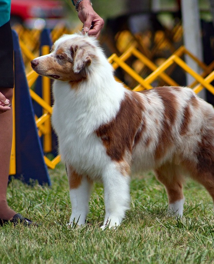 Australian shepherd blir bedömd på utställning