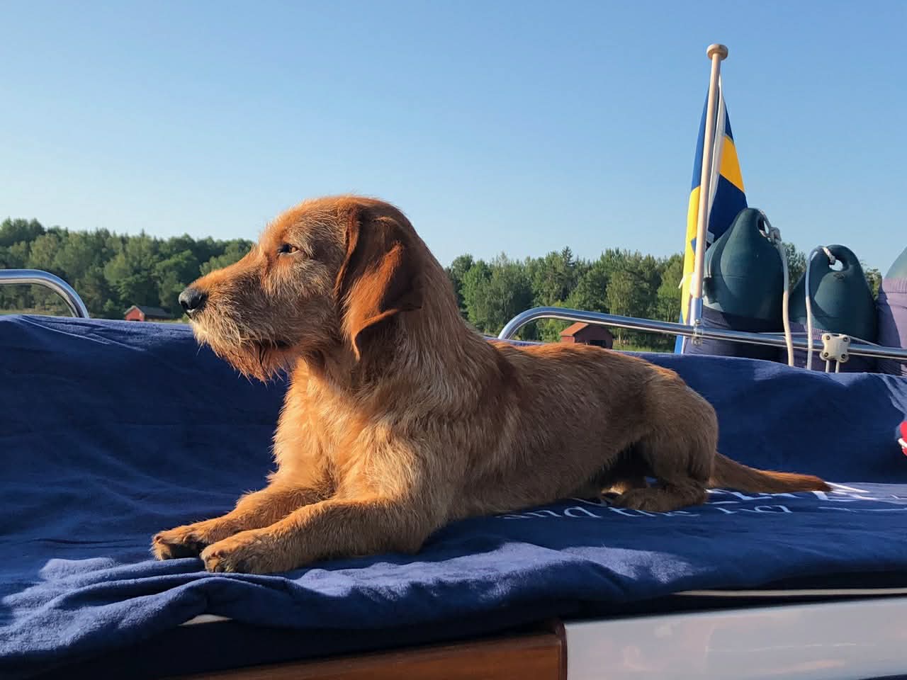 Hund på båt